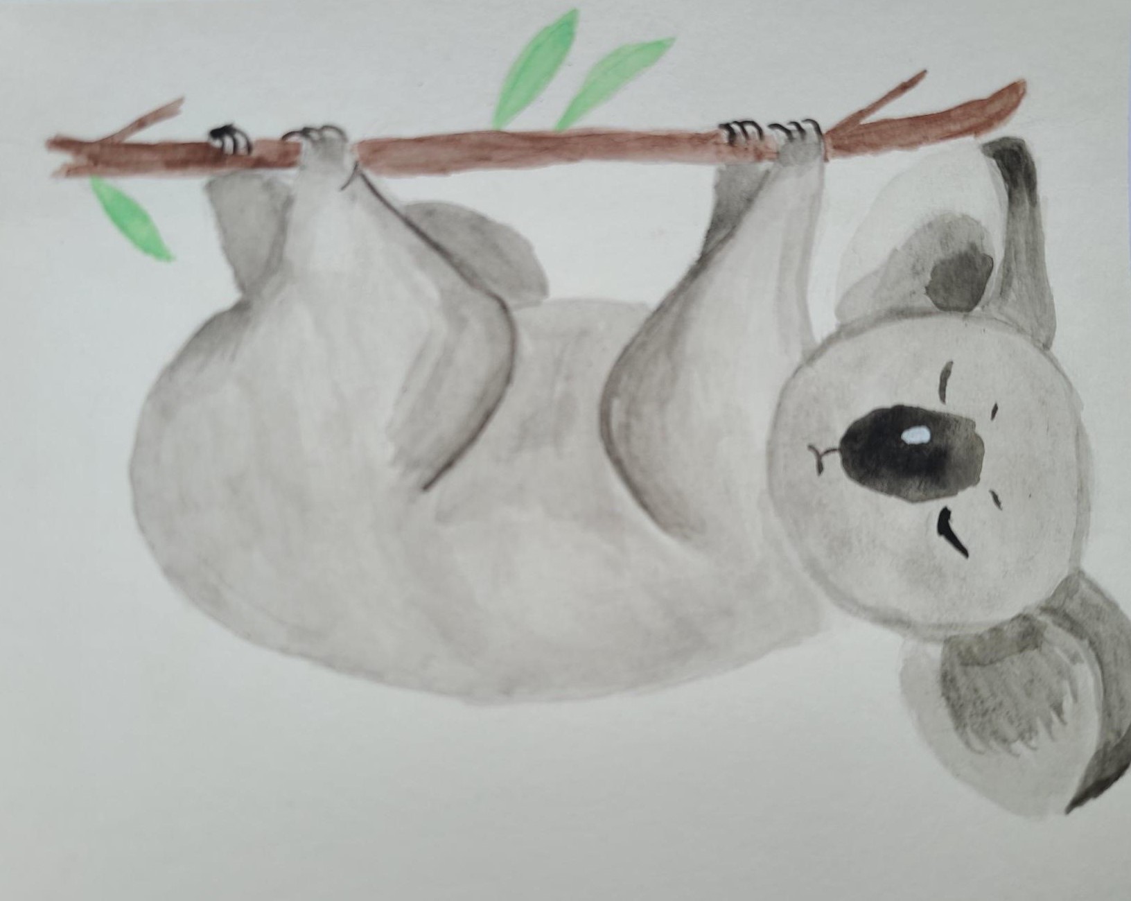 koala (3)